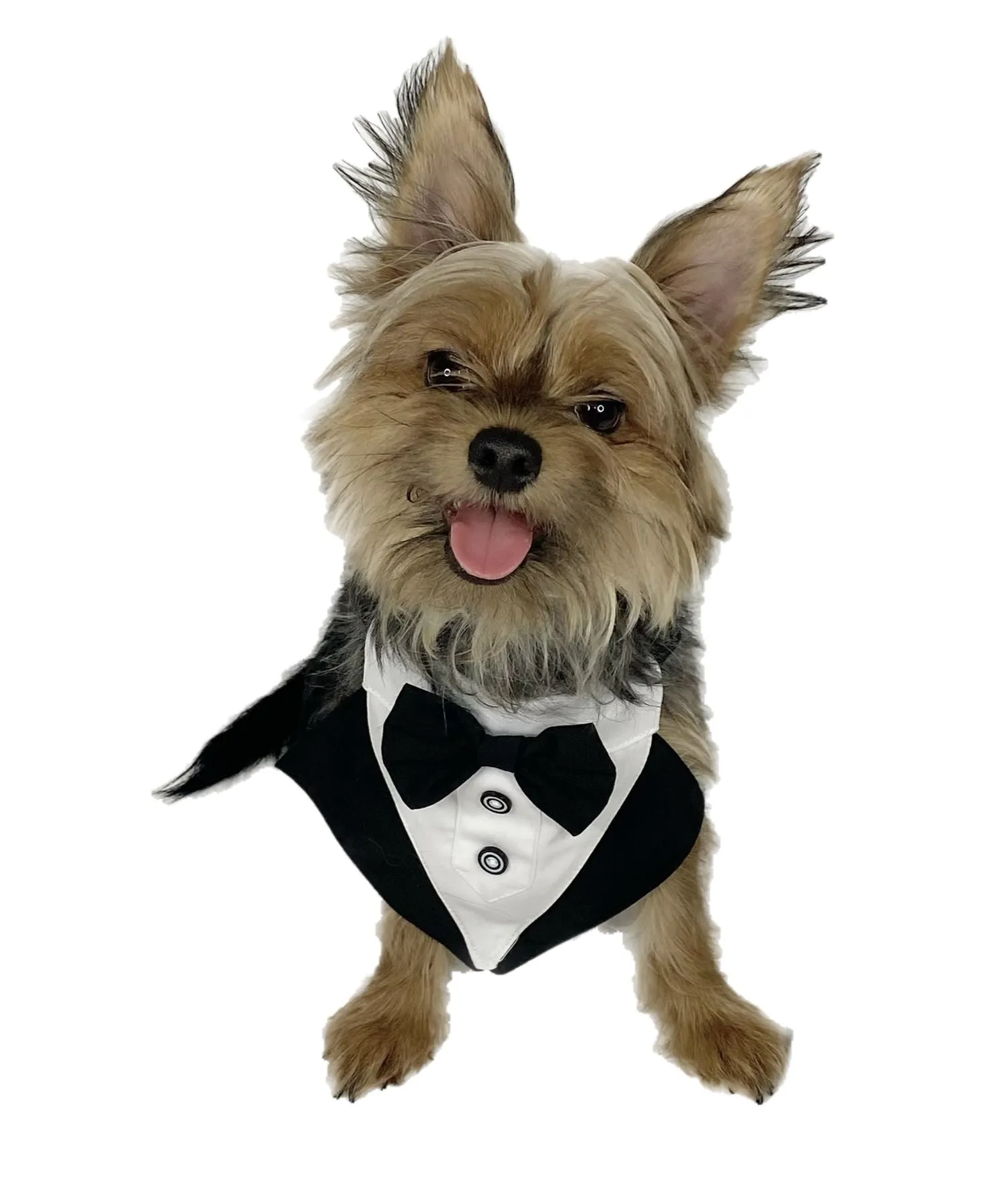 Pawpatu Black and White Tuxedo Bib for Pets